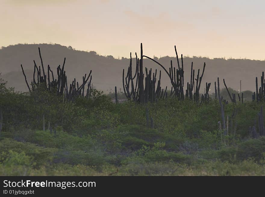 The cactus landscape