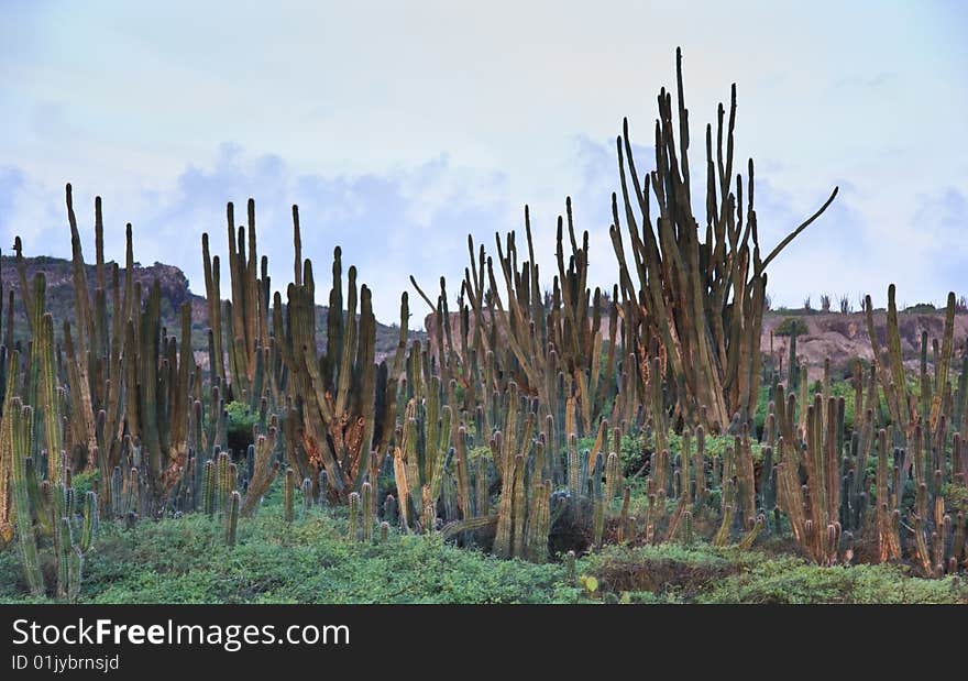 Desert of Candle cactus on the island of Bonaire. Desert of Candle cactus on the island of Bonaire