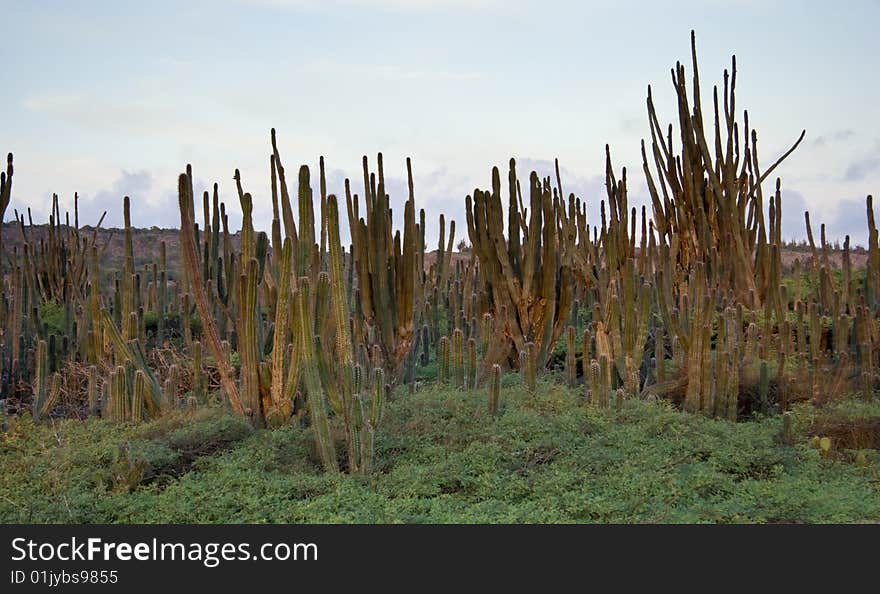 Desert of Candle cactus on the island of Bonaire. Desert of Candle cactus on the island of Bonaire