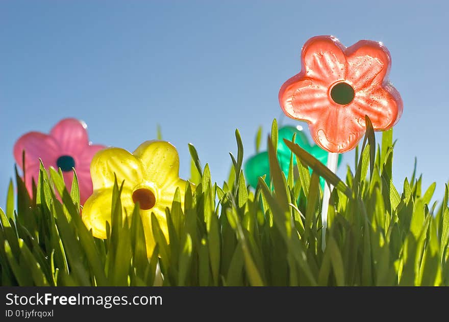 Bright candy flowers in young grass, with blue sky in background. Bright candy flowers in young grass, with blue sky in background