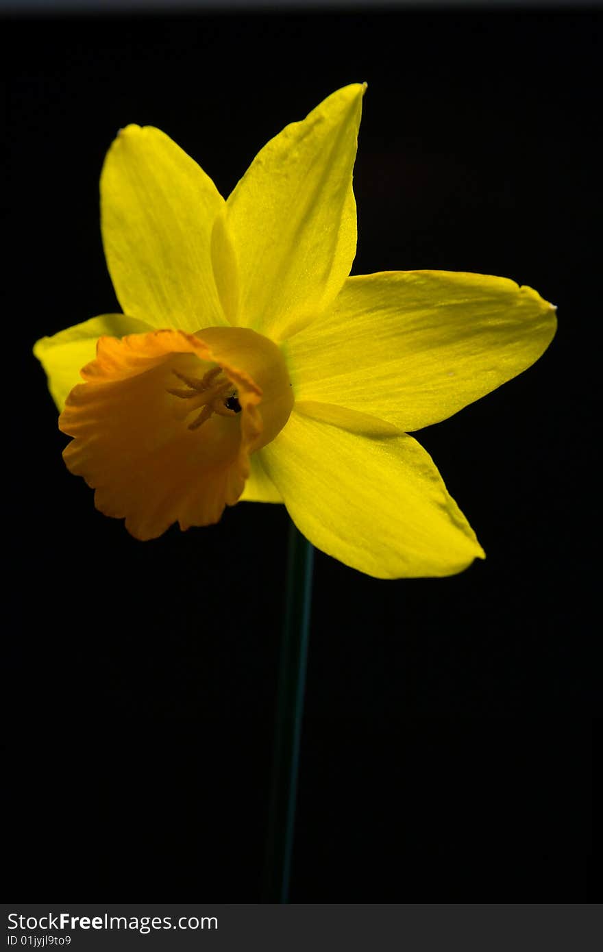 Single yellow daffodil with stem on black background. Single yellow daffodil with stem on black background