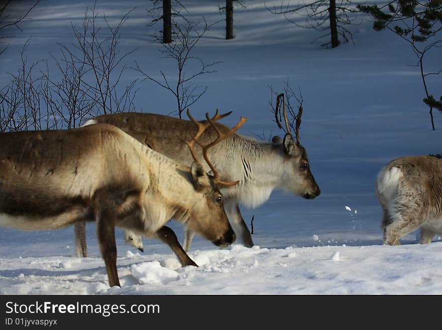 Reindeer