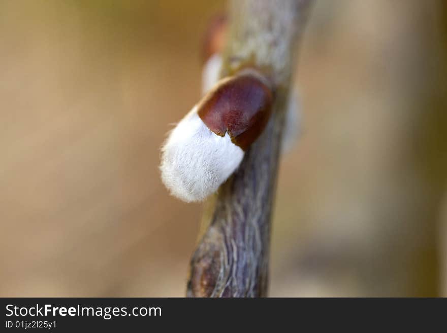 Willow catkins; early spring salix flowers. Willow catkins; early spring salix flowers