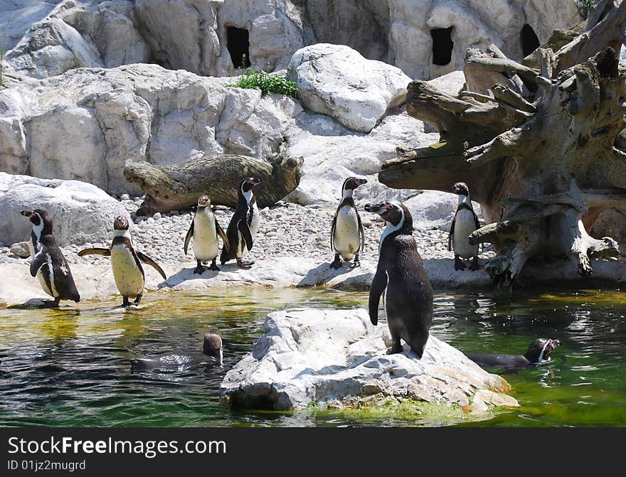 Penguins by waterside