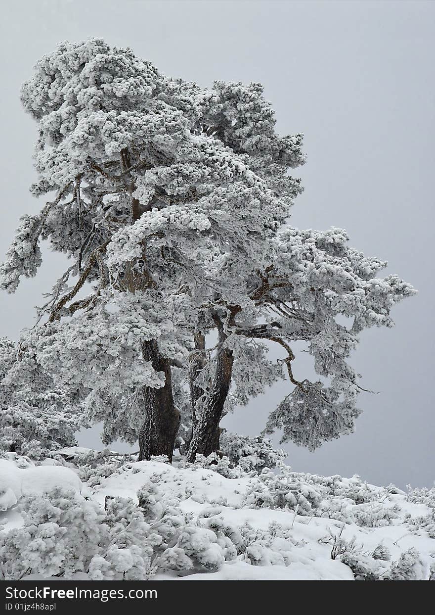 The pass of Navacerrada is one of the coldest places in Spain. When the snow falls, you see these landscapes, Madrid, Spain. The pass of Navacerrada is one of the coldest places in Spain. When the snow falls, you see these landscapes, Madrid, Spain