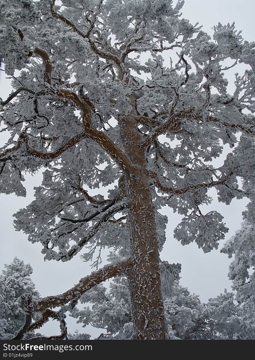 The pass of Navacerrada is one of the coldest places in Spain. When the snow falls, you see these landscapes, Madrid, Spain. The pass of Navacerrada is one of the coldest places in Spain. When the snow falls, you see these landscapes, Madrid, Spain