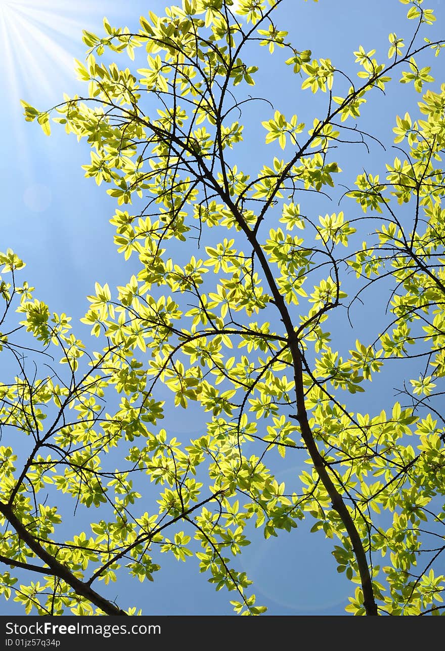 The growth of leaves in spring