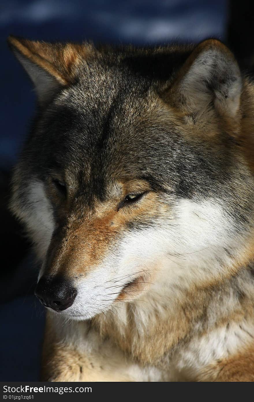 A photo of a wolf in sweden