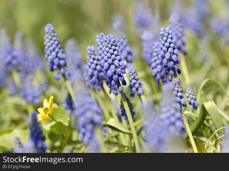 Bluebells (Grape Hyacinth)