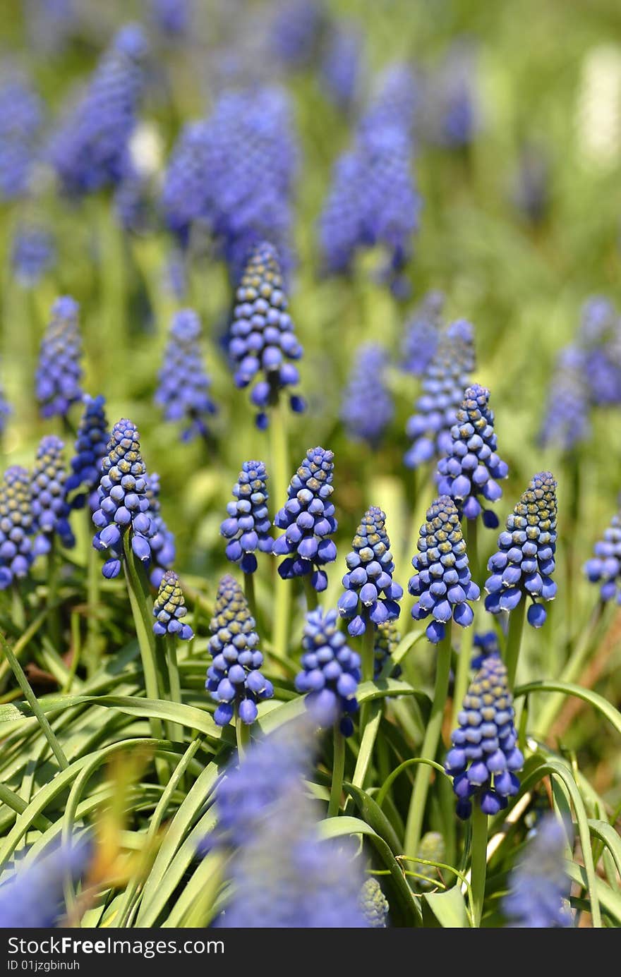 Bluebells (Grape Hyacinth, Muscari armeniacum). Bluebells (Grape Hyacinth, Muscari armeniacum)