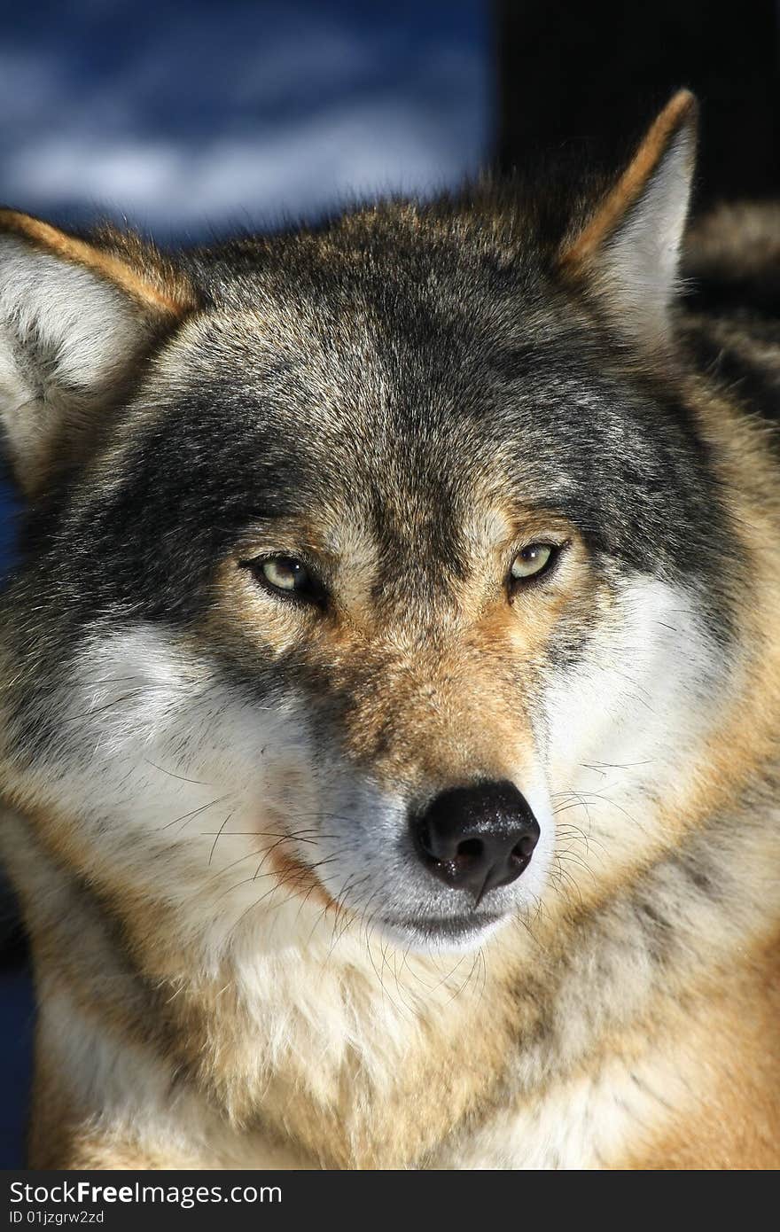 Photo of a wolf in sweden