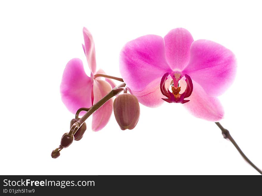 Orchid isolated on white background