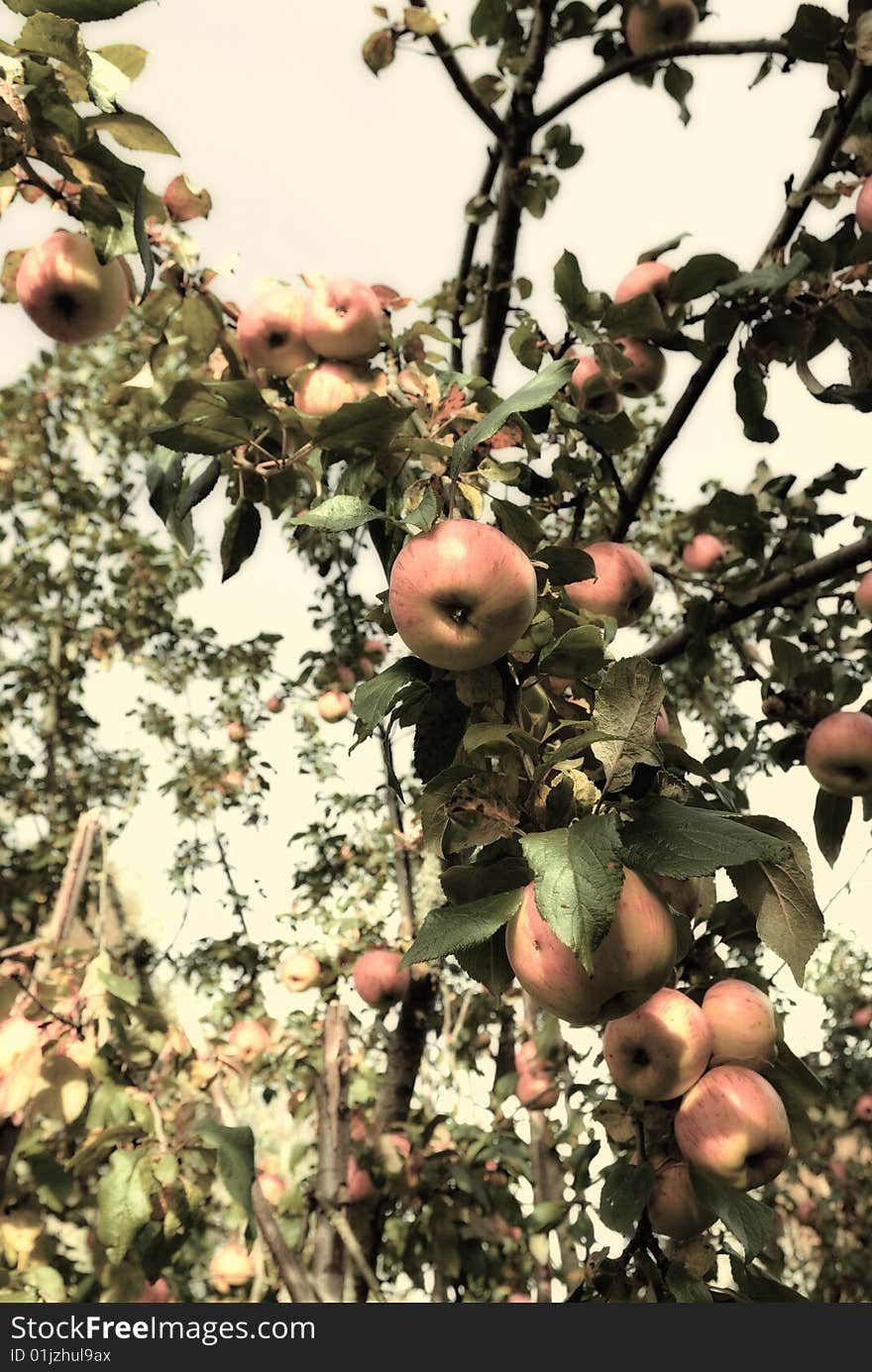 Apples hanging from a tree branch