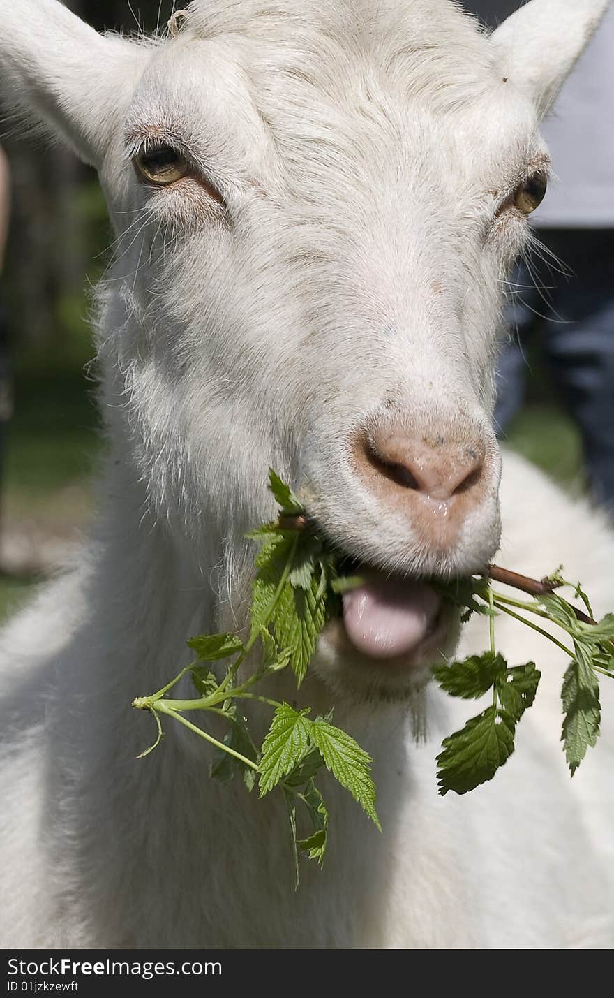 The breakfast of a goat