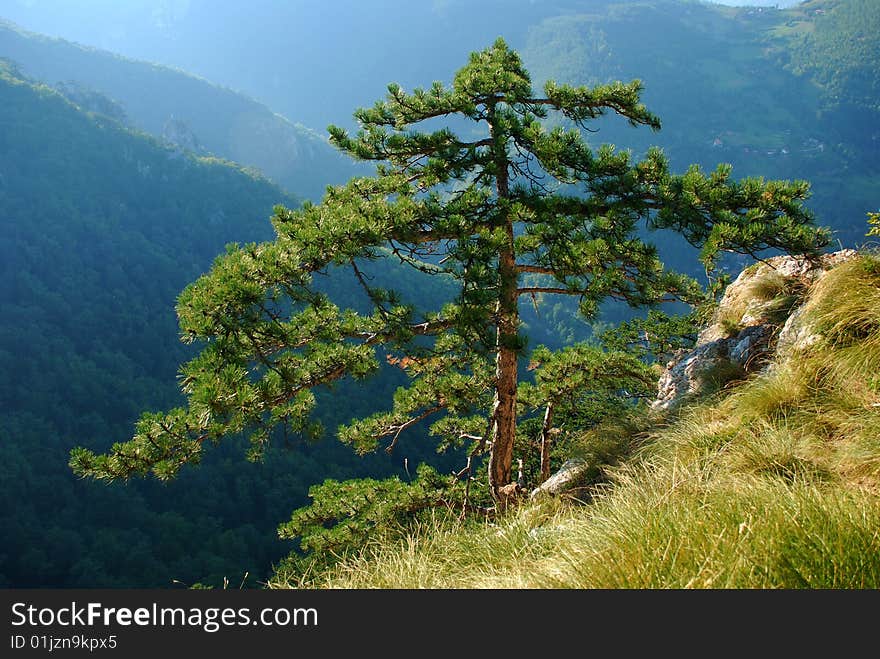 Tree on the edge of mountain