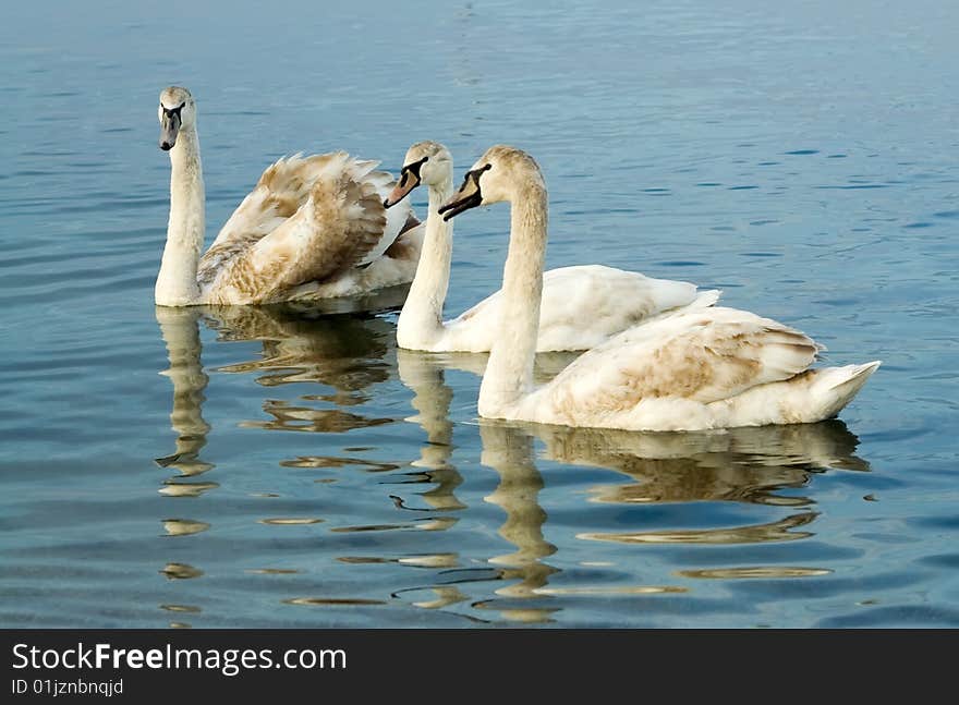 Three swimming swans