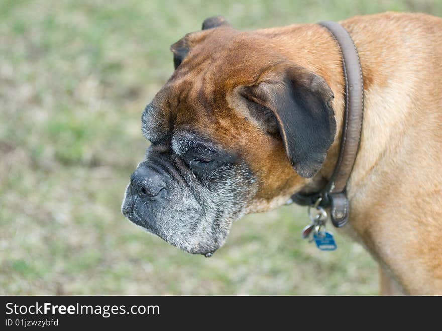 A german boxer do standing on the acre looking at something distant. A german boxer do standing on the acre looking at something distant