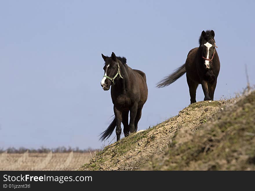 Two horses