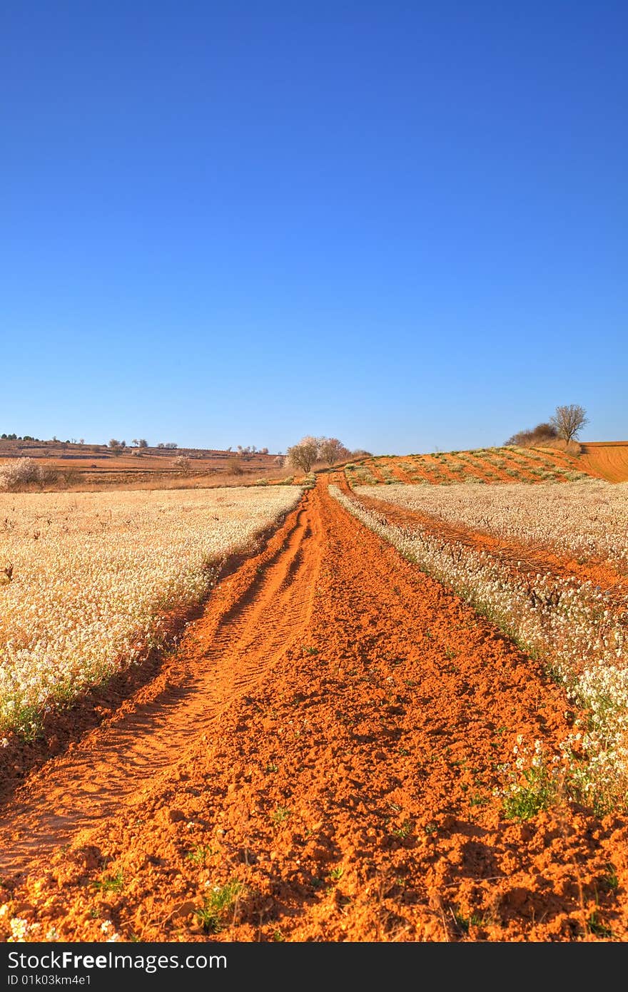 Path at spring