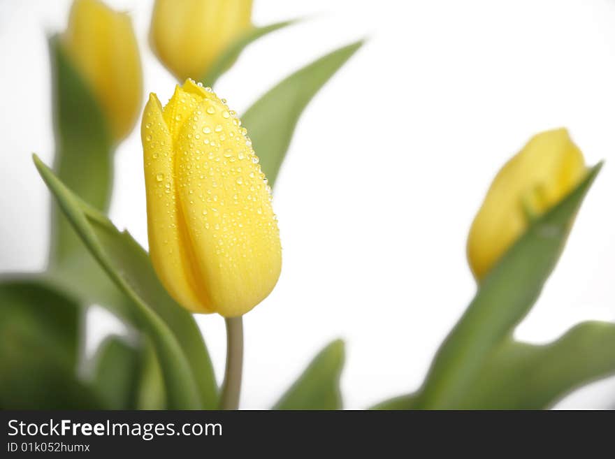 A bouquet of yellow tulips on a white background