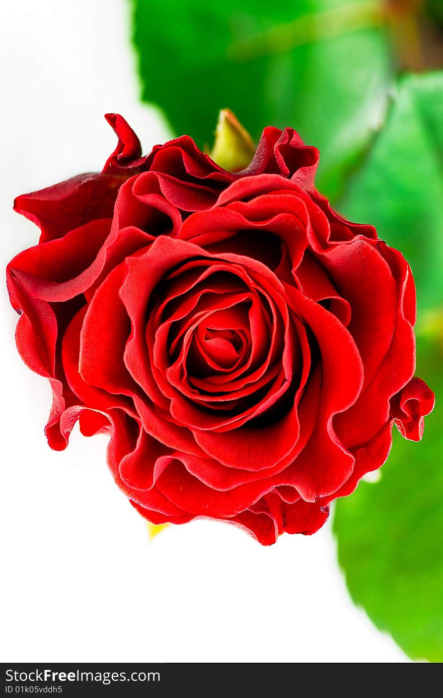 Fresh red rose