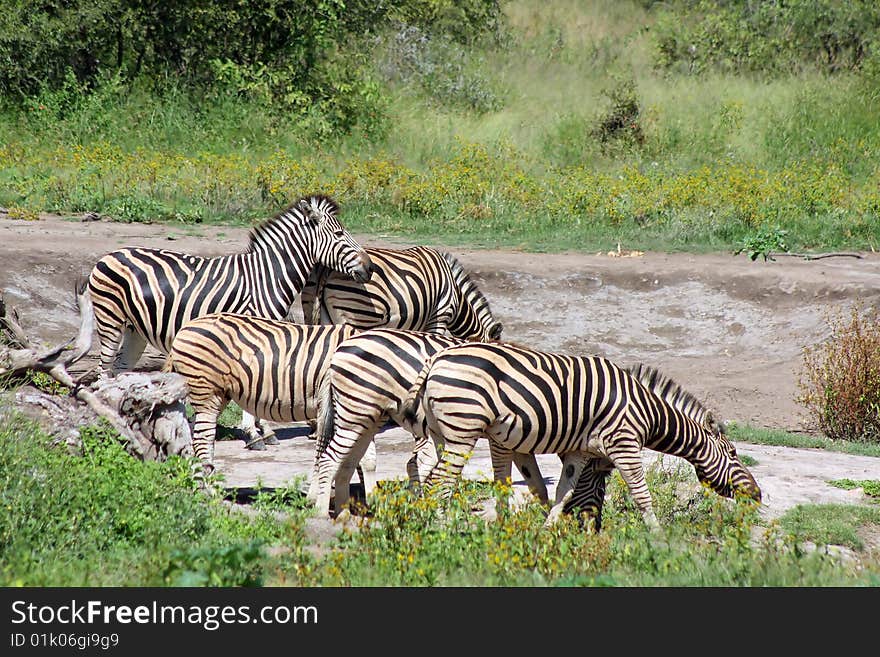 Zebras in open grassland searching for food.