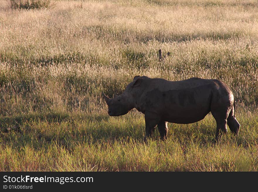 White Rhinoceros