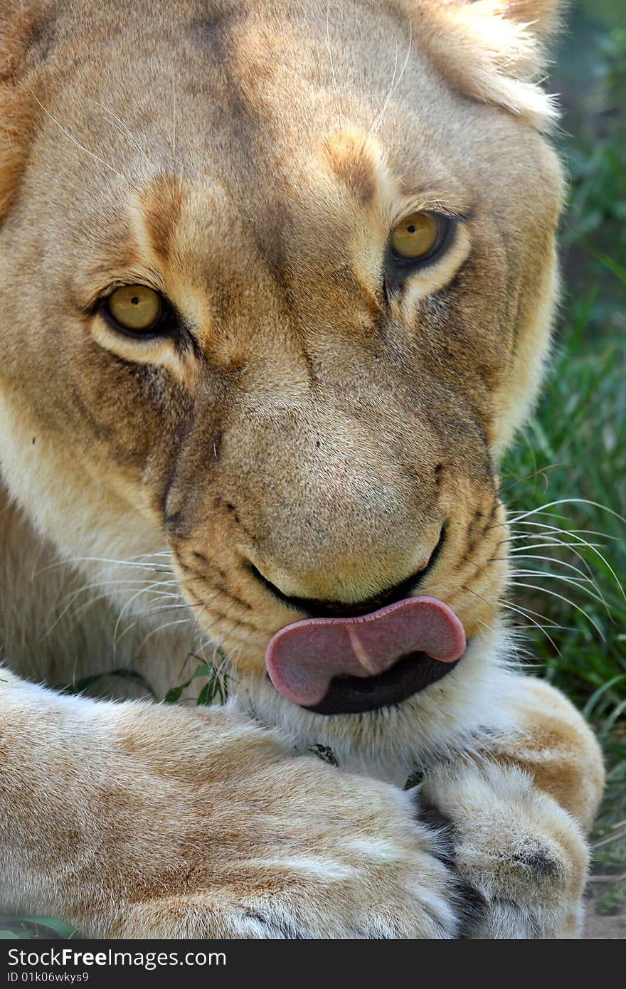 Lion Close Up