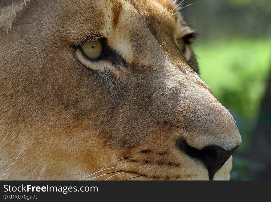 Lion Close Up