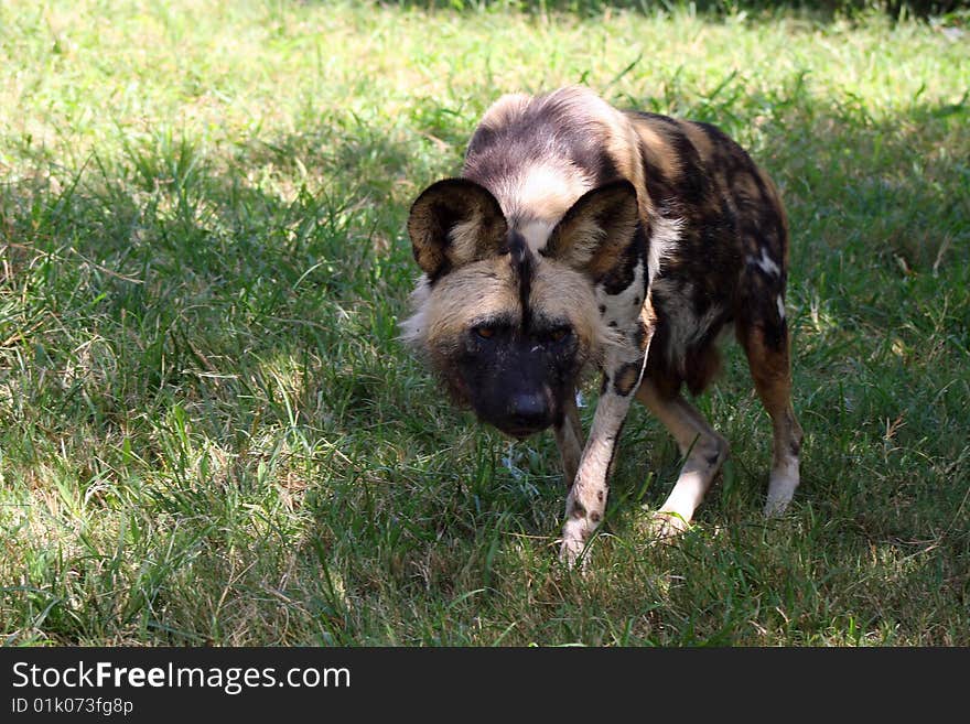 Wild Dog in stalking position in bush.