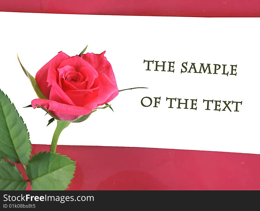 Flower of a rose pink color with  place for the text.