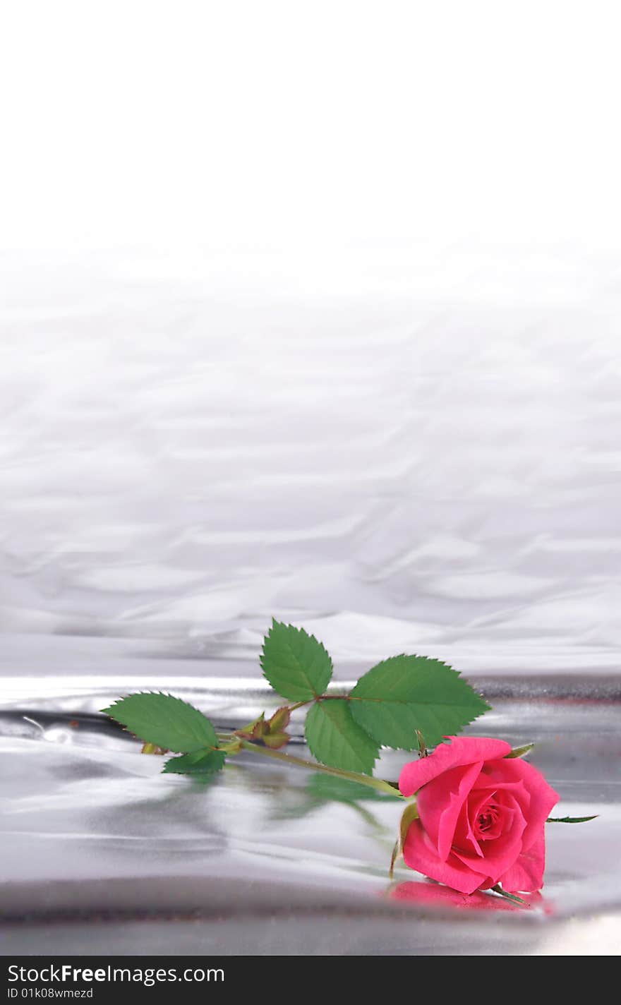 Flower of a rose of pink color on a silvery background.