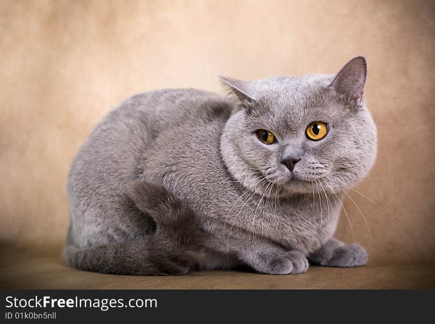 Portrait of a British Shorthaired Cat on a brown background. Studio shot.