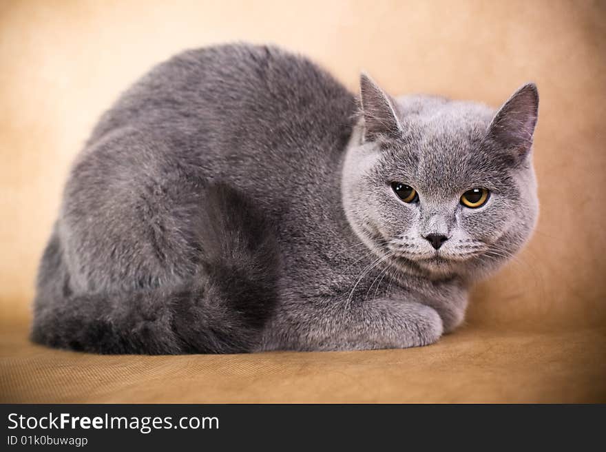 Portrait of a British Shorthaired Cat on a brown background. Studio shot.