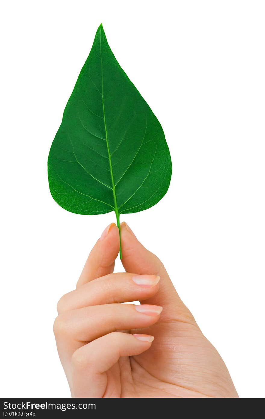 Hand and leaf isolated on white background