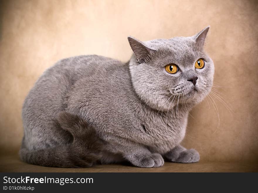 Portrait of a British Shorthaired Cat on a brown background. Studio shot.