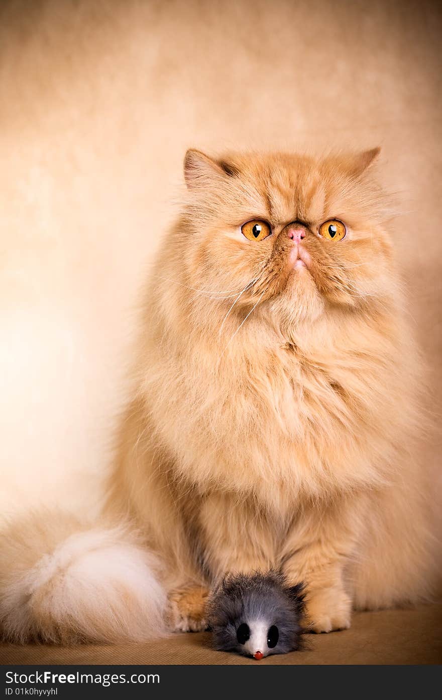 Portrait of a persian cat on a brown background. Studio shot.