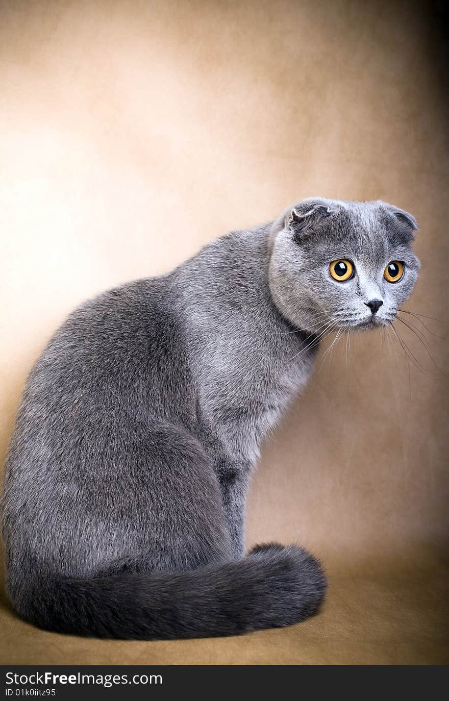 Portrait of a Scottish fold cat on a brown background. Studio shot.