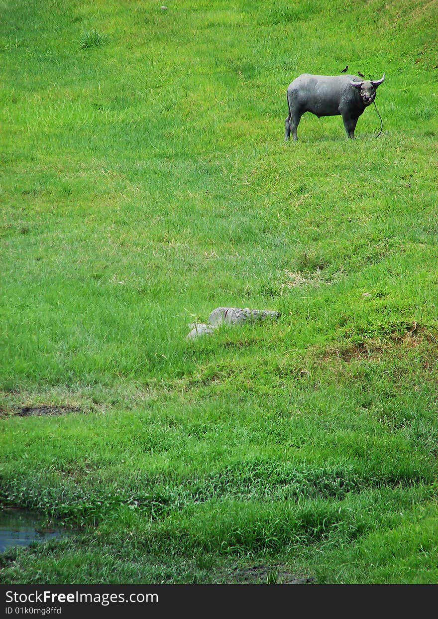 Cattle On The Grass