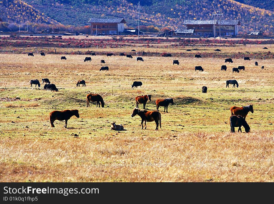 There are many horses and cows in pasture