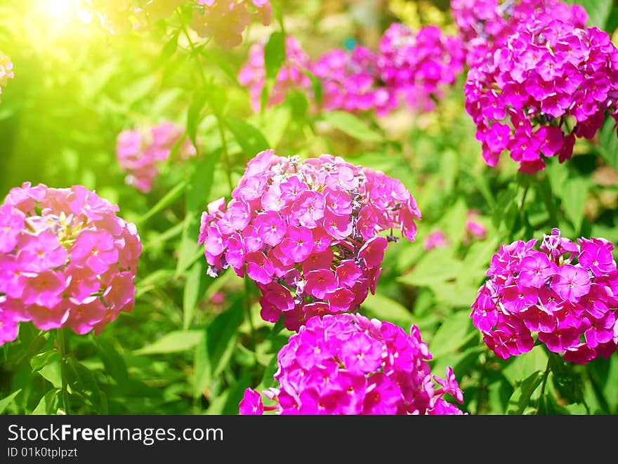 Beautiful flowers in garden sunny bright day