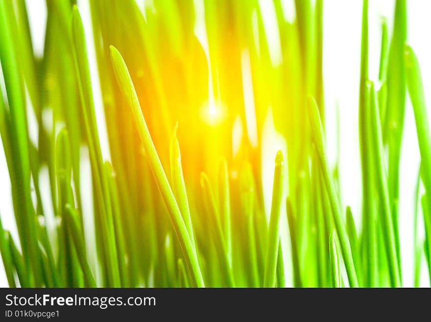 Green grass on a white background