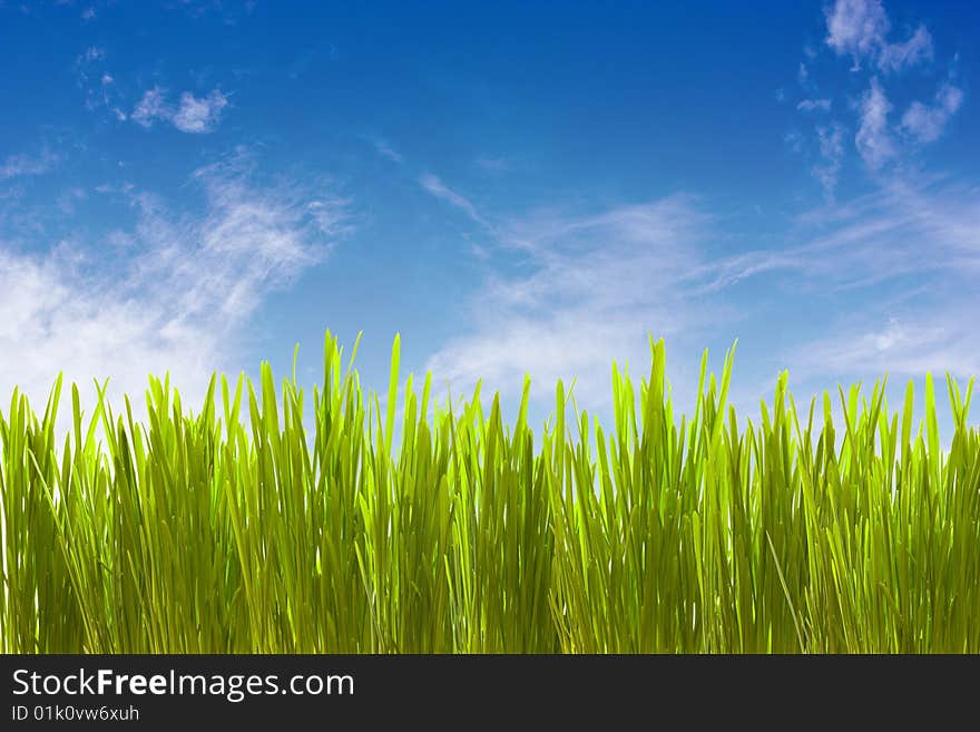 Landscape, green grass against clouds