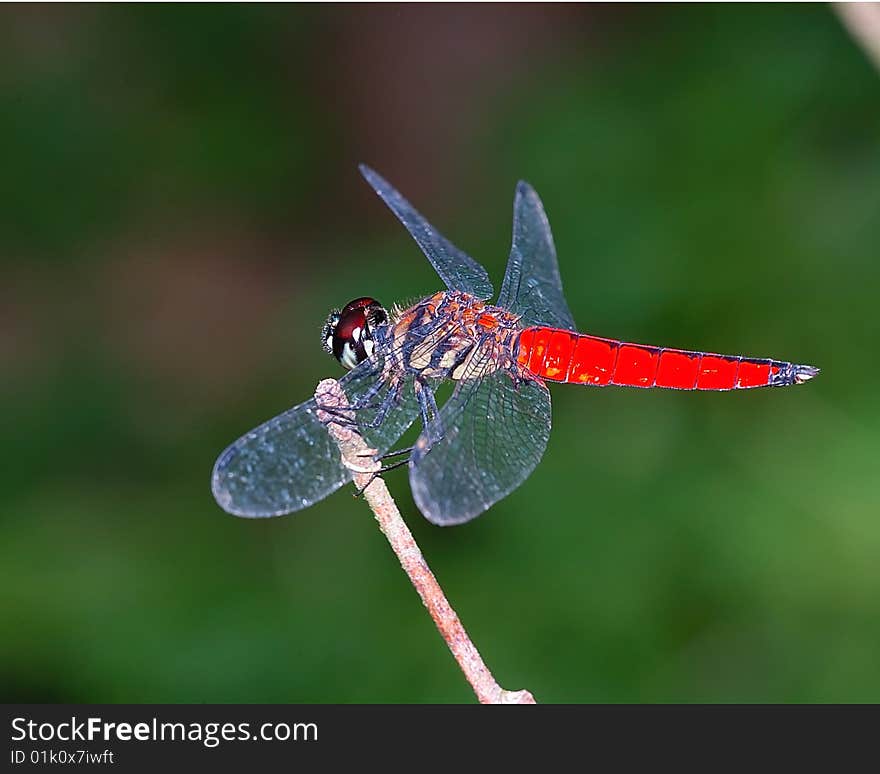 Dragonfly