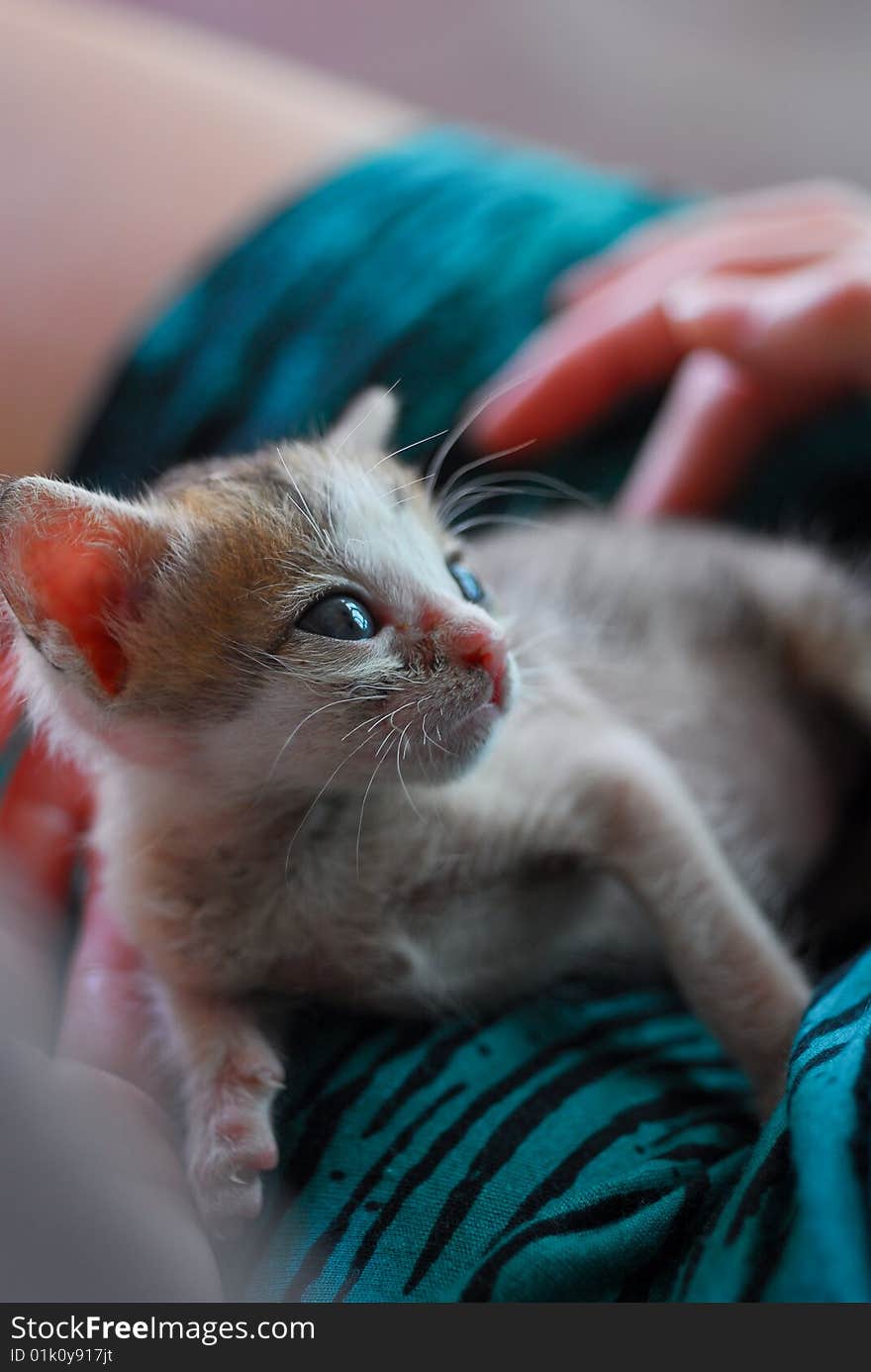 Baby Kitten In Lap