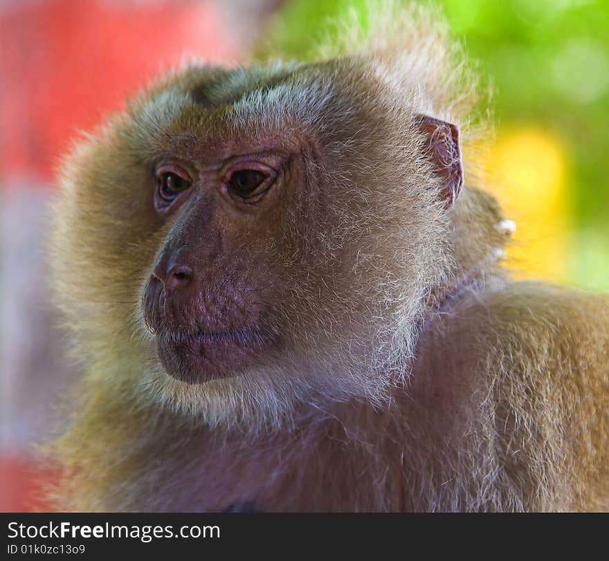 Monkey in nature. Detail view.
Photo taken on: March  2009