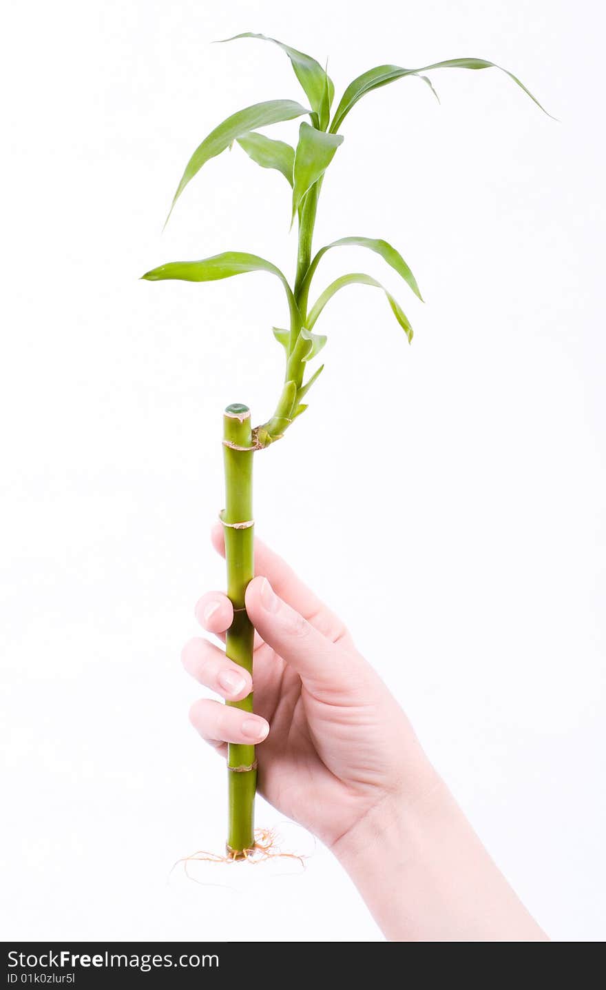 Scape of young bamboo with root in female hand