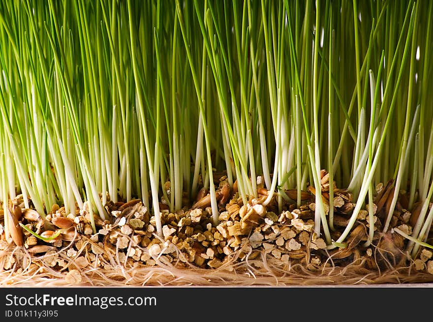 Bush of green grass with ground and roots