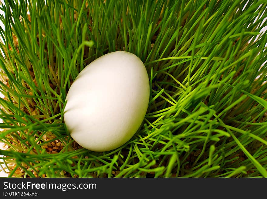 One white egg on green grass bush