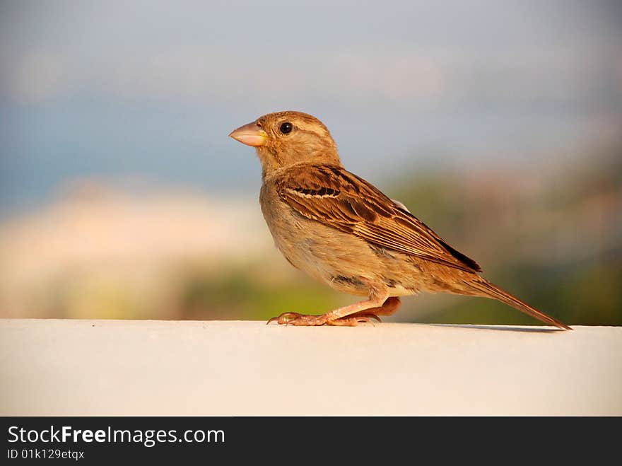 Sparrow